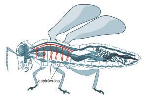 O animal abaixo respira por: