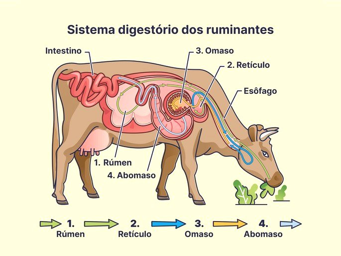 Exemplo de sistema digestório de animais herbívoros poligástricos