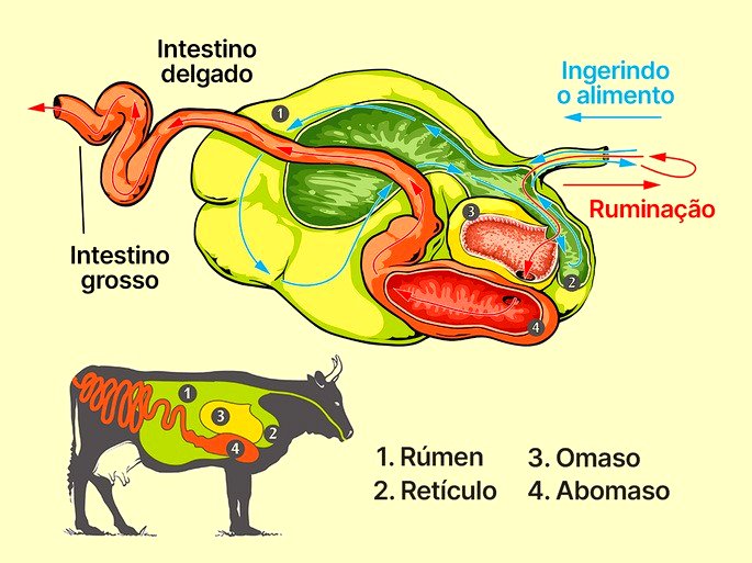 Sistema digestório de ruminantes (poligástricos) com ênfase às câmaras
