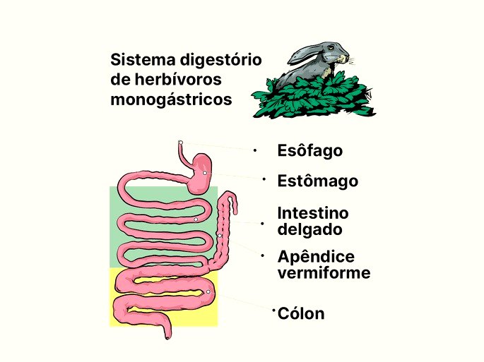 Exemplo do sistema digestório de um coelho - herbívoros monogástricos