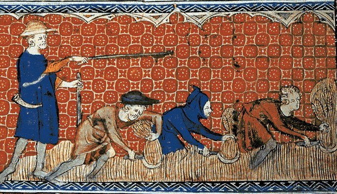 Ilustração medieval de homens colhendo trigo com foices, séc. XIII.