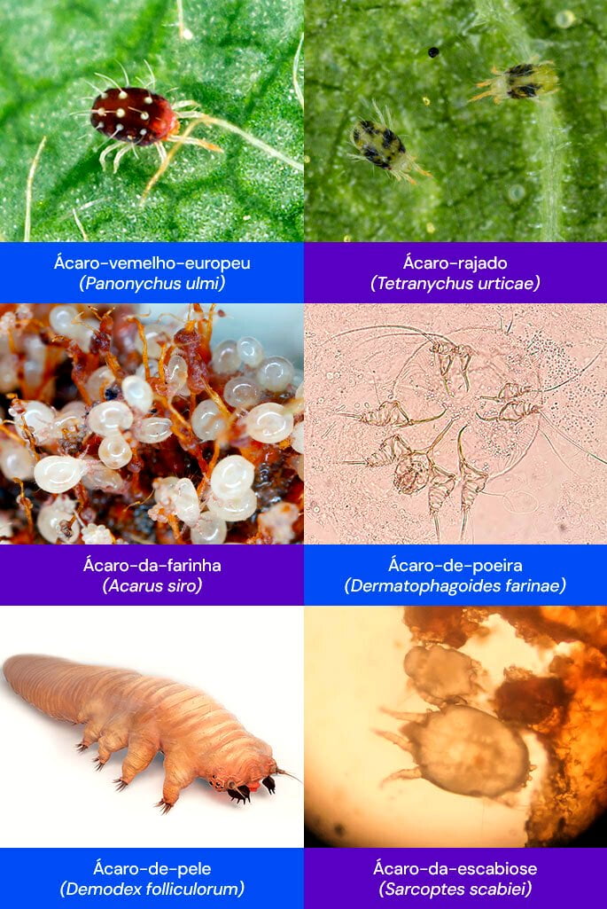 espécies de ácaros